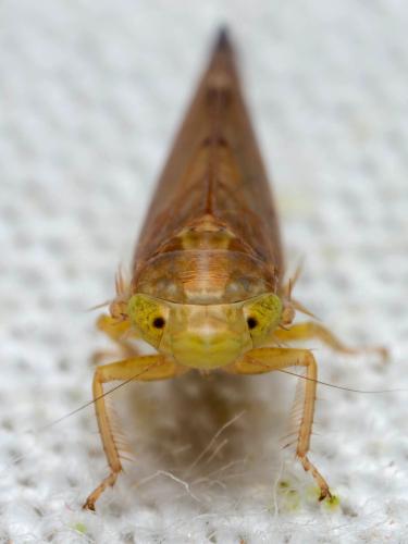 Réf. 320 639 : Heliotettix tangiricus